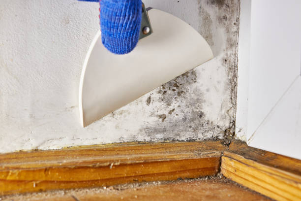 Best Black Mold Removal  in Hillsboro, KS