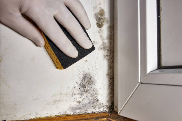 Best Mold Removal for HVAC Installations  in Hillsboro, KS